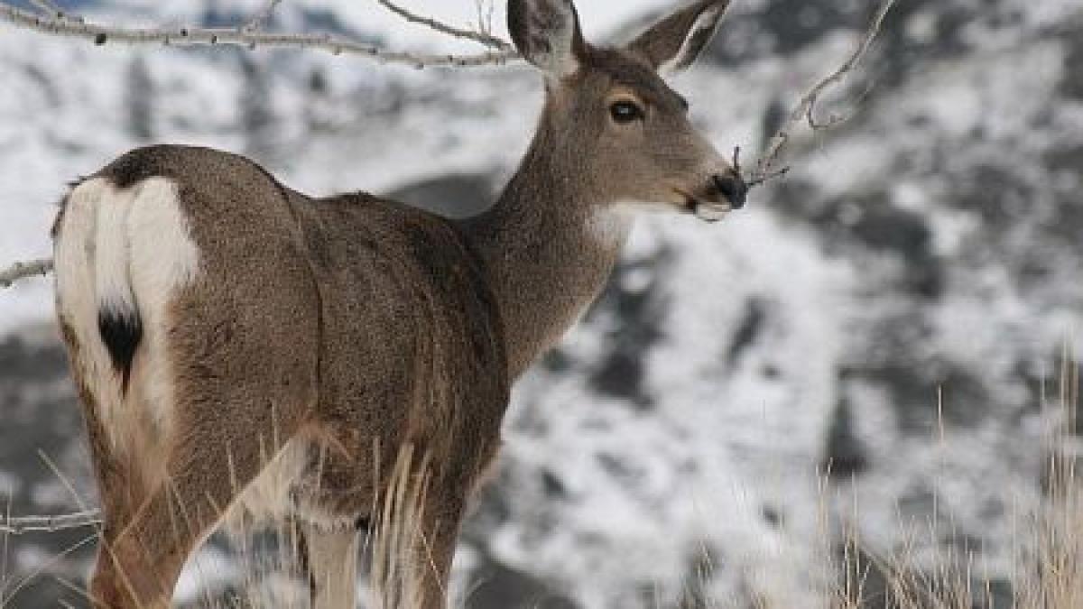 O căprioară, la plimbare prin Piteşti. Vezi cum a ajuns animalul în oraş