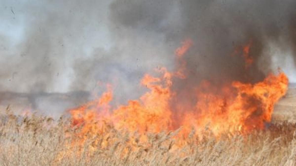 Puternic incendiu de vegetaţie la Drobeta-Turnu Severin. Circulaţia pe centura oraşului, oprintă