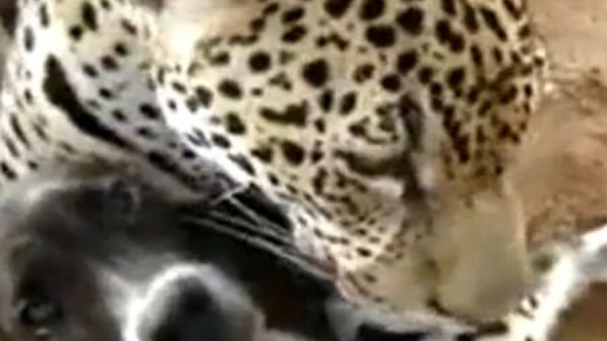 Prietenie în lumea necuvântătoarelor. Un leopard, în tandreţuri cu un câine 