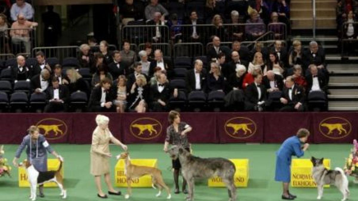 Arad: Câini din 16 ţări au participat la expoziţia canină indoor 