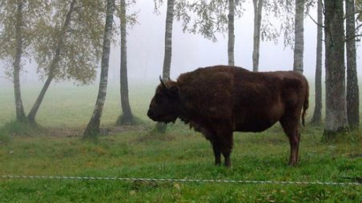 Zimbrii vor fi liberi prin pădurile din Neamţ 