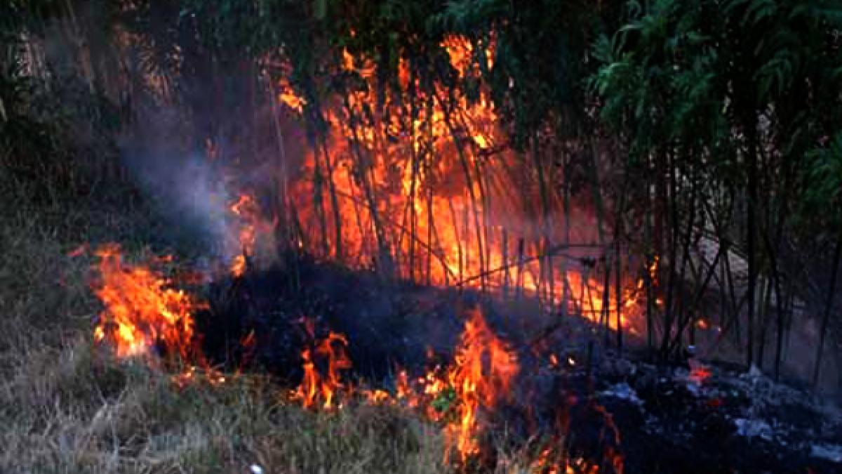 Arde ţara. Sute de hectare de vegetaţie uscată, cuprinse de flăcări. Dezastrul natural, fără margini