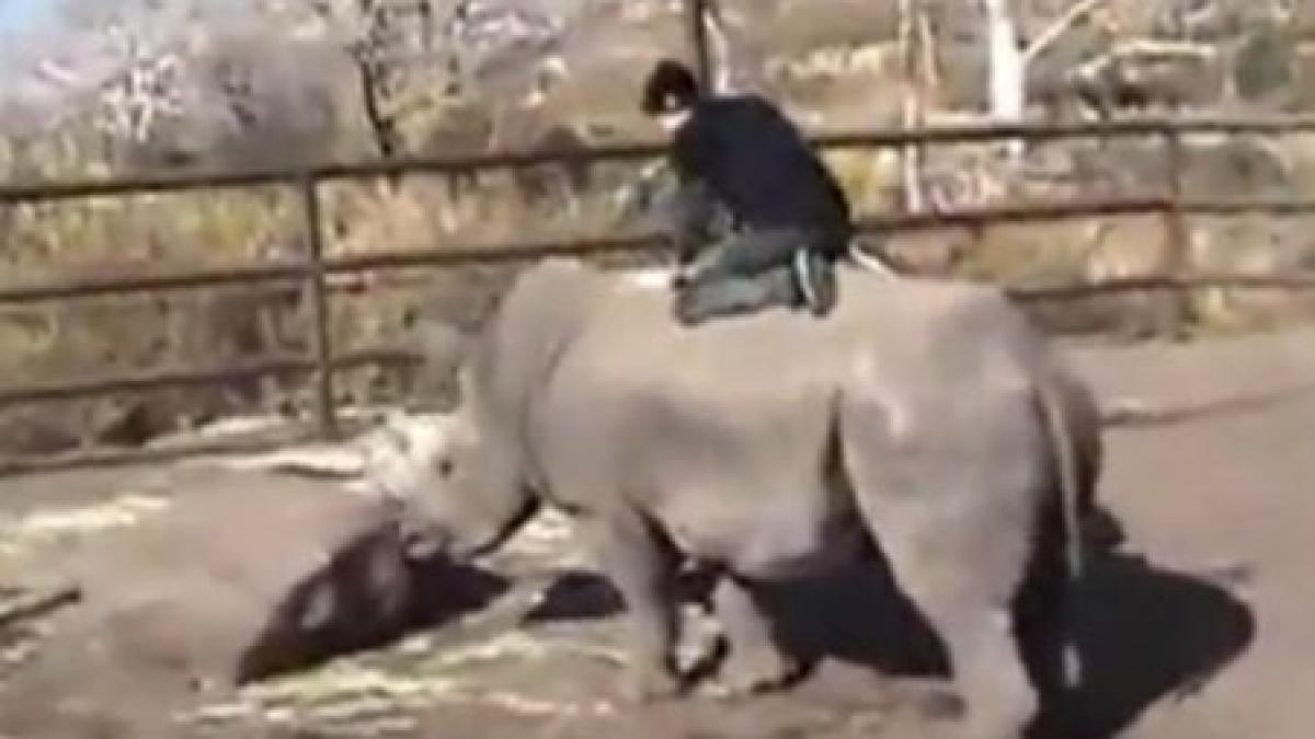 Inconştienţă fără limite! Un tânăr &quot;călăreşte&quot; un rinocer, pe furiş, la zoo