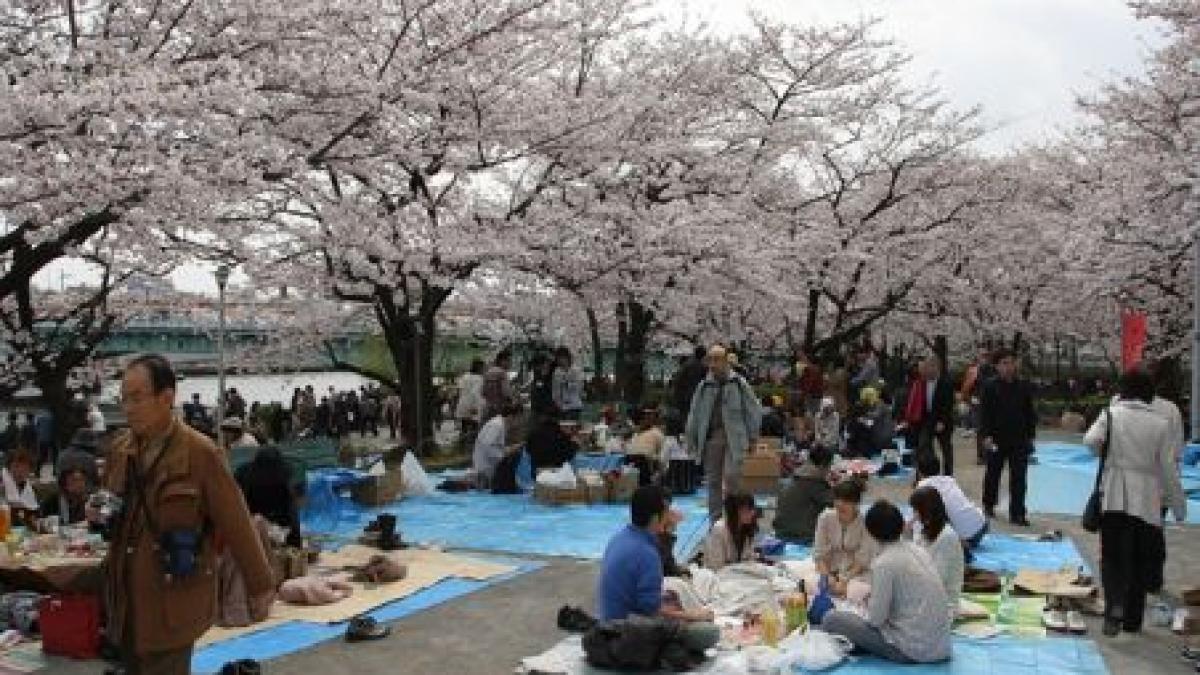 Festivalul florilor de cireş, Hanami, atrage mii de turişti în Japonia