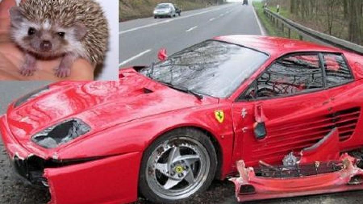 Un arici, faţă în faţă cu un Ferrari. Animalul a scăpat nevătămat, maşina a fost distrusă