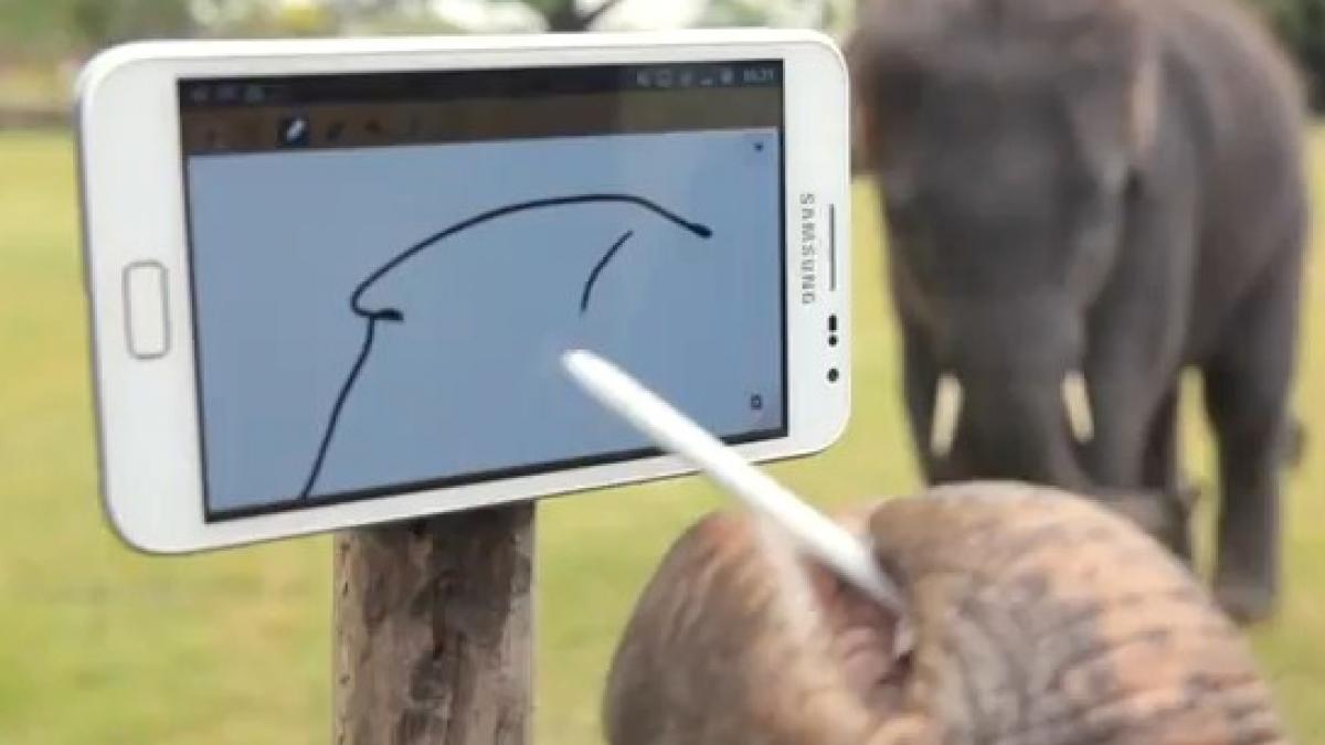 INCREDIBIL! Primul elefant dotat cu tabletă. Face poze, cântă la pian şi desenează ca un om