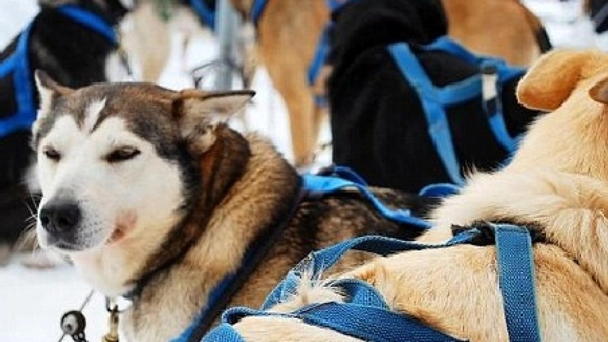 Masacru inimaginabil. Un canadian a ucis până la 100 de câini husky după Jocurile Olimpice de Iarnă