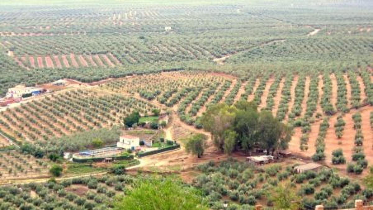 Tot mai mulţi greci care îşi pierd locurile de muncă devin agricultori pentru a scăpa de efectele crizei