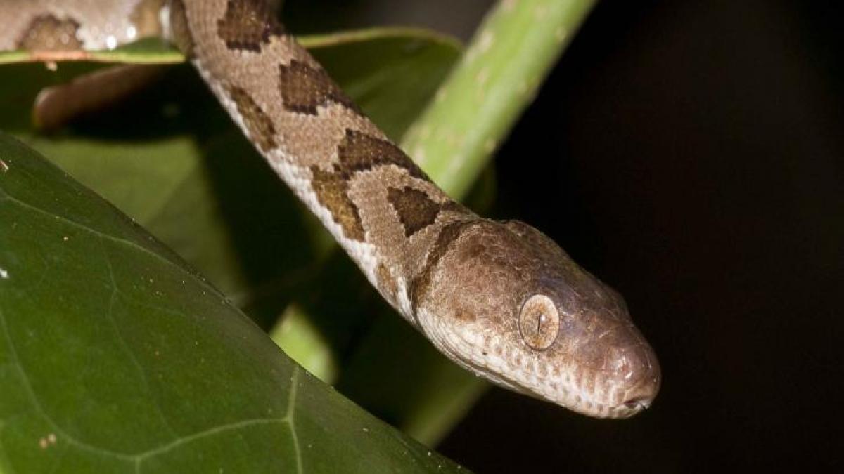 15 pui de şarpe boa au venit pe lume la grădina zoologică din Râmnicu Vâlcea