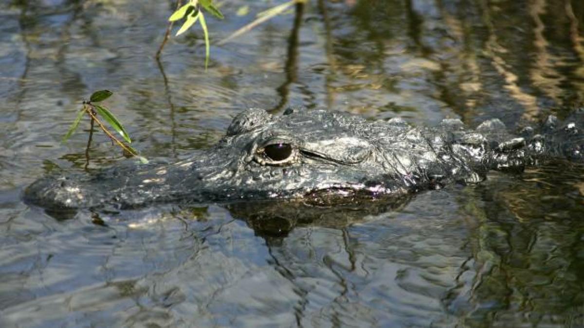 Atacul terifiant al unui aligator