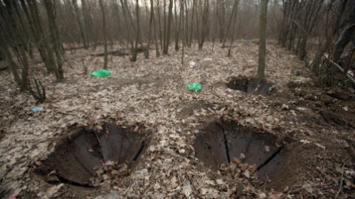 În România se taie trei hectare de pădure pe oră. Cât de mare este suprafaţa forestieră despădurită 