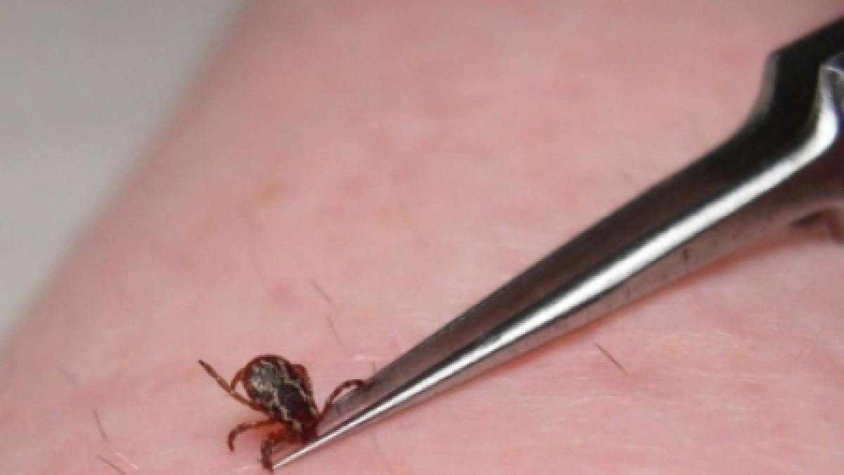 Sibiu: 17 persoane au fost diagnosticate cu boala Lyme, de la începutul anului