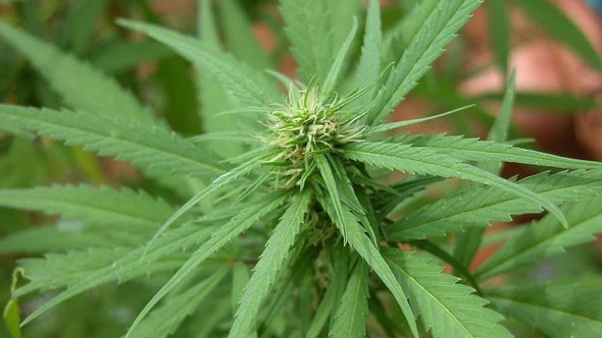 Descoperire halucinantă. 4 TONE de marijuana plutind în largul oceanului