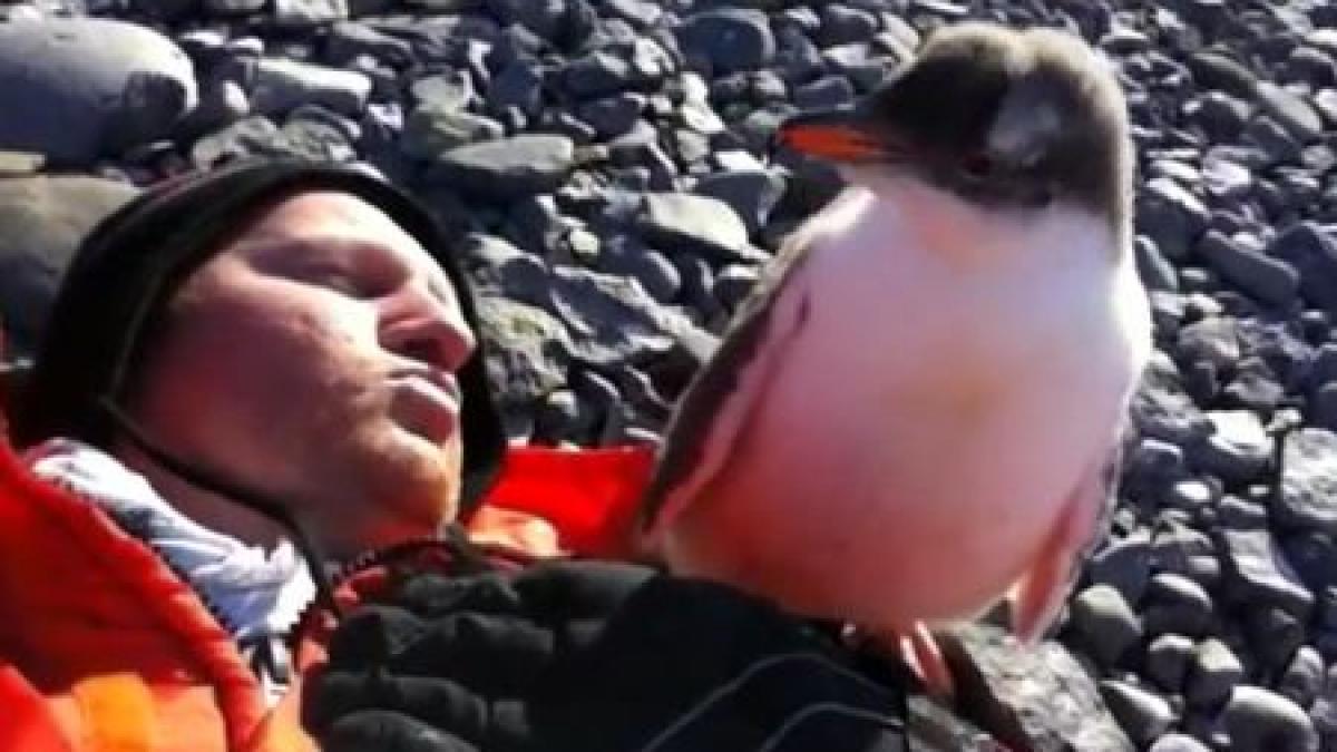 Alertă de drăgălăşenie! Vă veţi dori să fiţi în locul lui. Prima întâlnire dintre un pui de pinguin şi un om