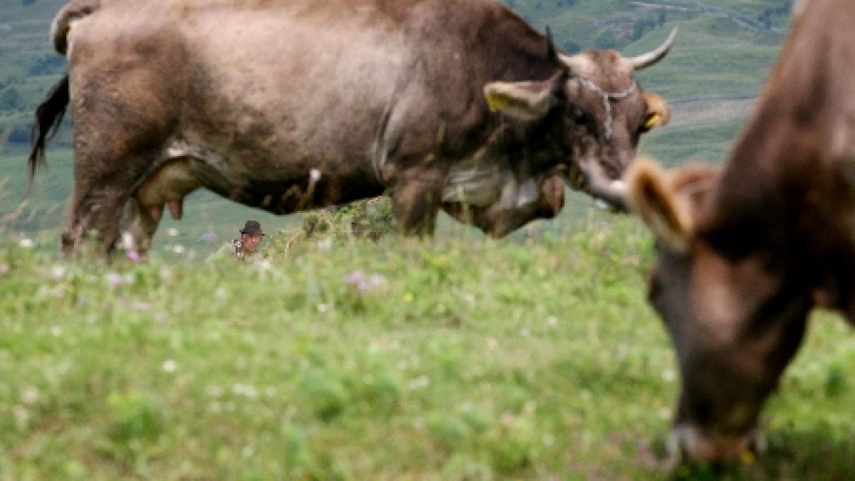 Ucis de animale! Un copil de 5 ani a murit călcat de vitele părinţilor, speriate de furtună