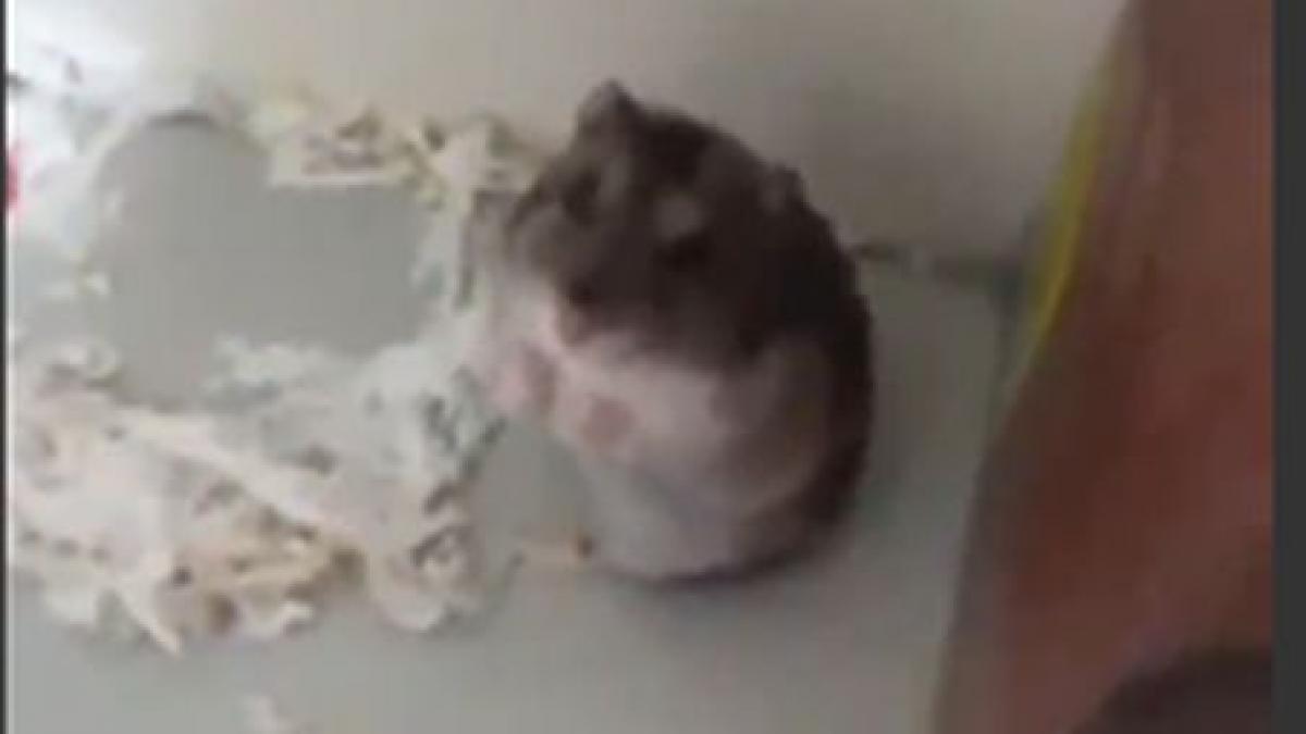 Îţi vei dori să ai şi tu unul. Iată un hamster adorabil care se preface mort