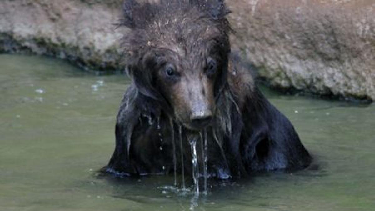 Grădina Zoologică din Bucureşti &quot;funcţionează&quot; şi on-line