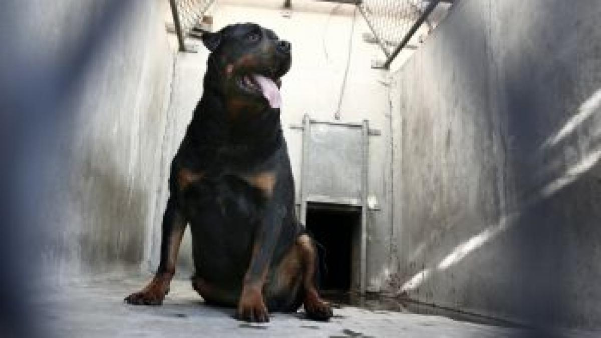 Dragostea pentru câini era să îl coste viaţa. Adolescent aproape desfigurat de rottweiler-ul adoptat de pe stradă 