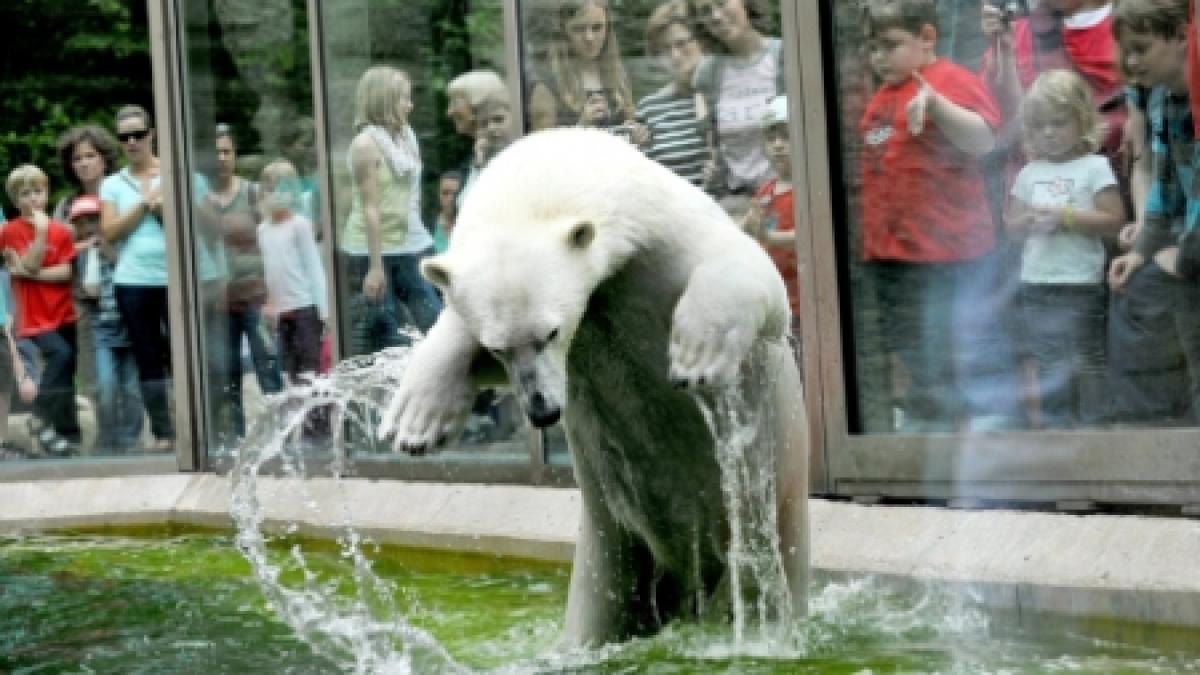 Panică la Grădina Zoologică din Rotterdam. Un urs polar a spart cu o piatră bazinul de sticlă în care înota