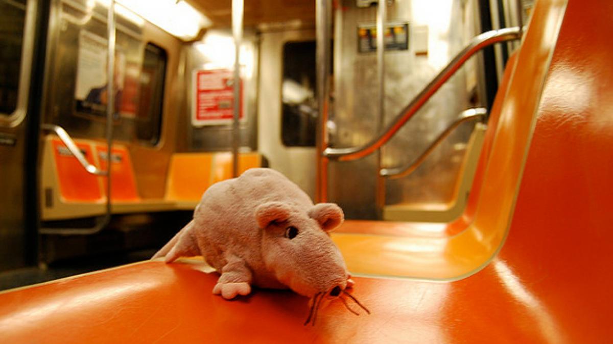 New York: S-a dezbrăcat în metrou, după ce un şobolan i-a intrat în pantaloni