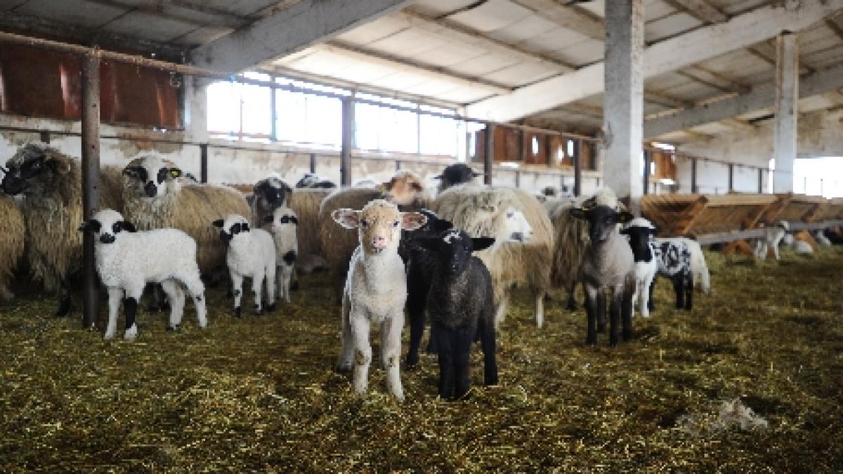 Piteşti. O învăţătoare a organizat sfârşitul de clasa a patra la stână