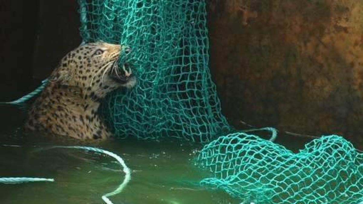 Operaţiune de salvare periculoasă în India. Un leopard a fost scăpat de la înec