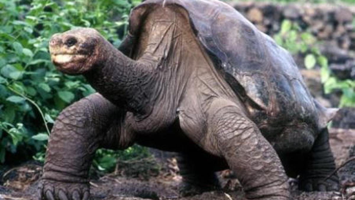 Singuraticul George, cea mai rară creatură din lume, a murit în Insulele Galapagos