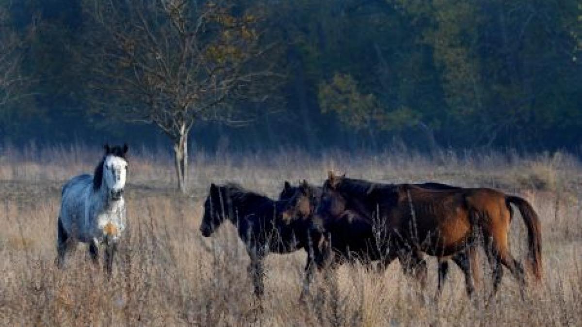 Paradisul e în Letea. Un tărâm uitat de lume, cu liane, cai sălbatici şi dune de nisip