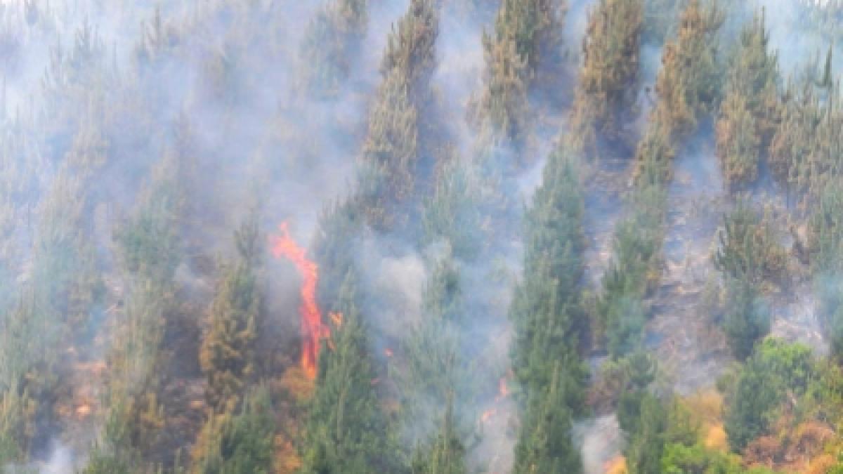 Flăcările au înghiţit zeci de hectare de vegetaţie din Harghita 