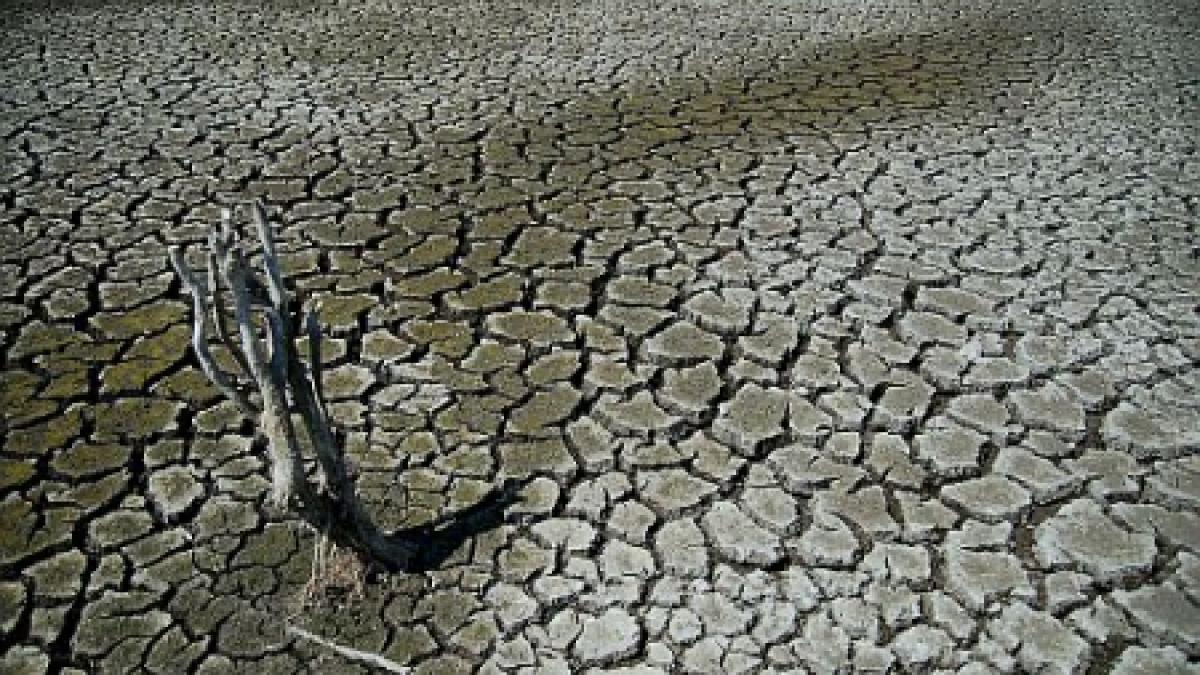 Râurile au secat, iar terenurile agricole au început să se crape. Efectele devastatoare ale caniculei