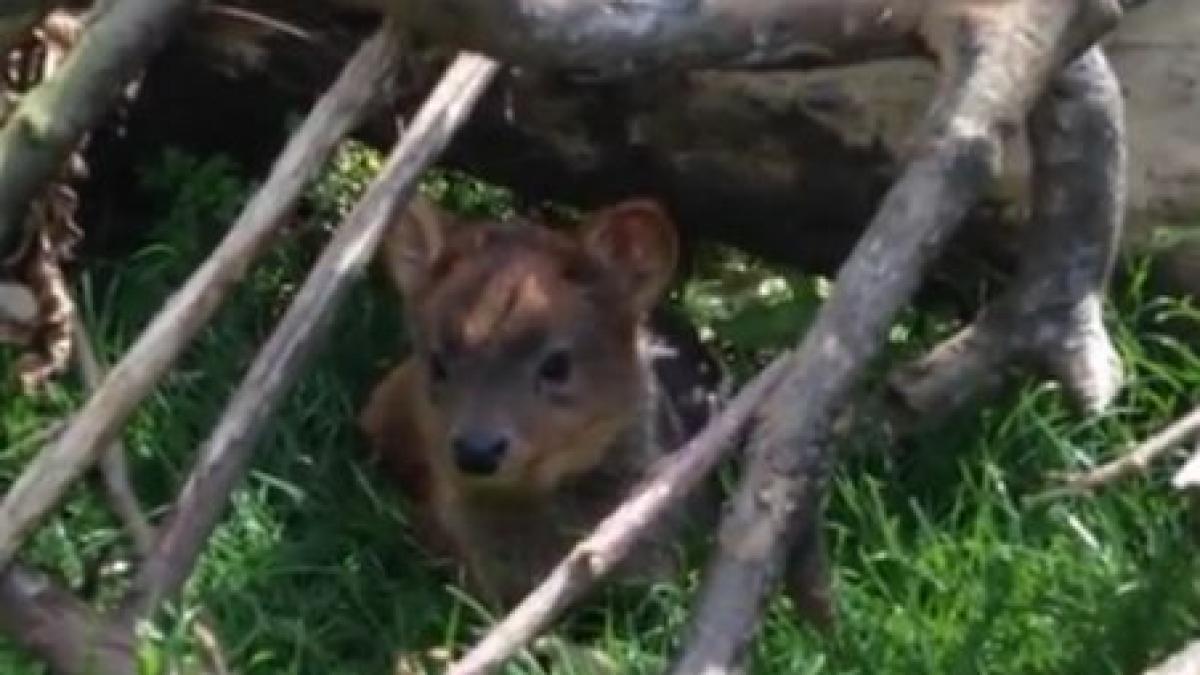 Un pui de pudú, cel mai mic cerb din lume, vedeta Grădinii Zoologice din Bristol