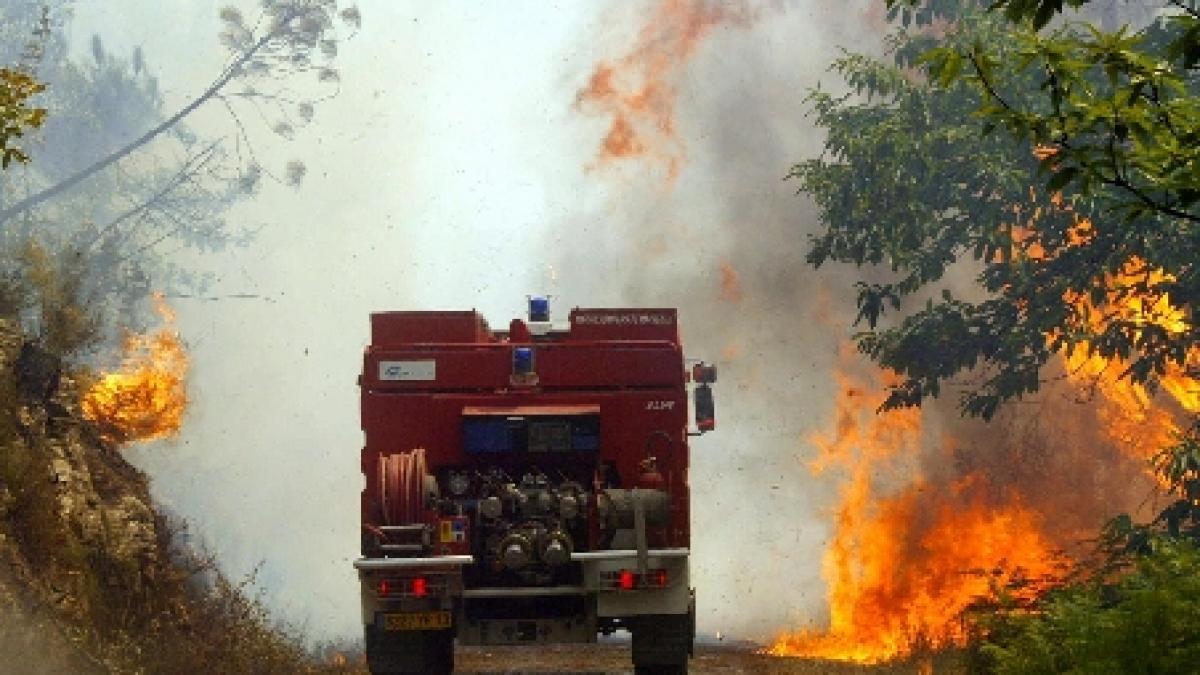 Incendiu puternic în Vaslui. 8,4 hectare de pădure de foioase şi conifere, cuprinse de flăcări