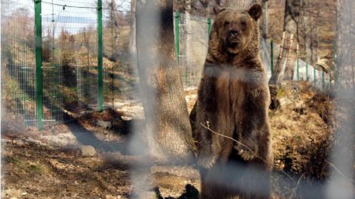 Ce comoară unică în Europa ascunde România. Jurnaliştii belgieni au venit în ţara noastră pentru un reportaj