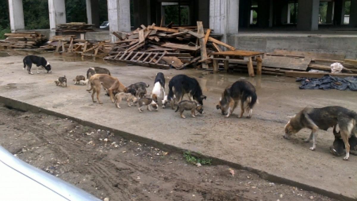 A murit după ce a căzut într-un canal, în timp ce se apăra de câini