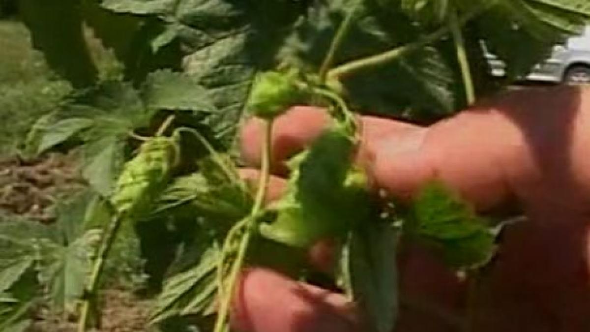 Bem bere românească cu hamei străin. În România mai sunt doar patru cultivatori de hamei