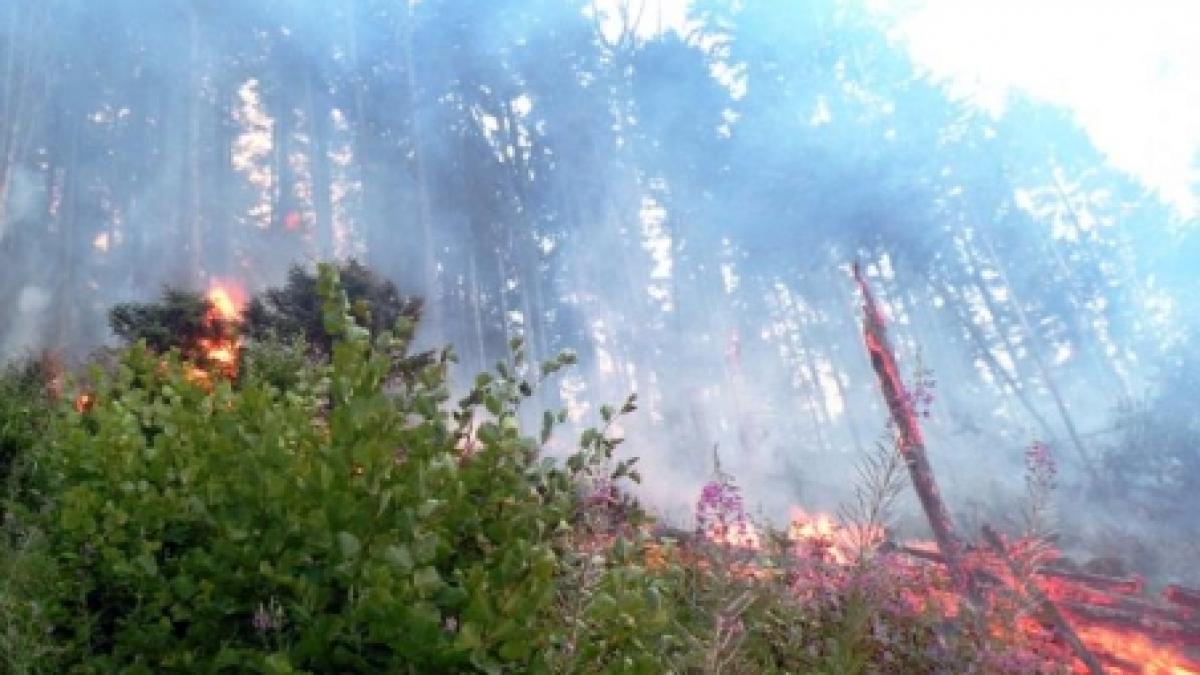 Incendiul din Prahova, care s-a extins pe 150 de hectare, stins de ploaie 