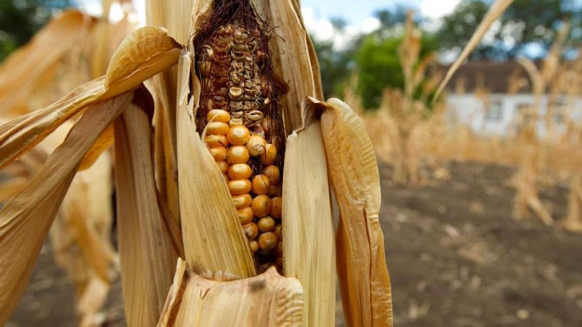 Deşertificarea dureroasă a României. Culturile de porumb, compromise în proporţie de 90%. Agricultorii îşi plâng disperarea