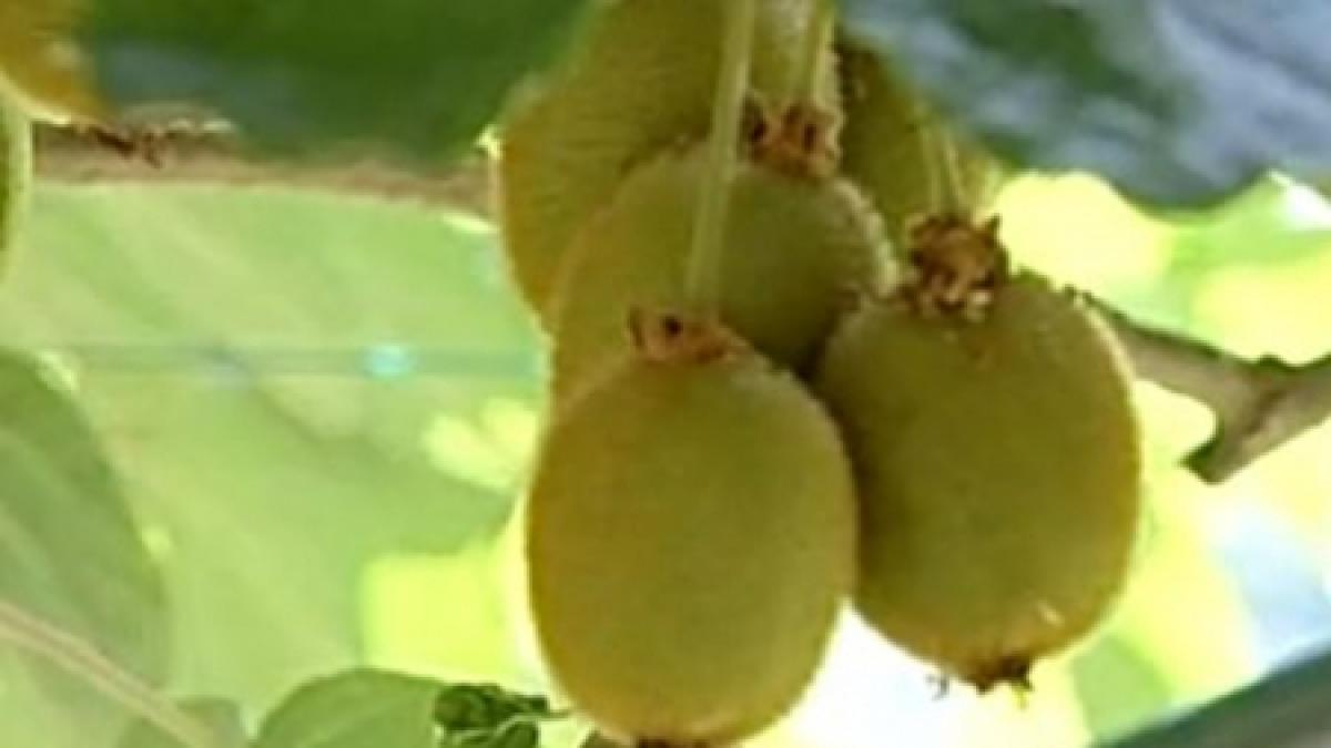 Kiwi şi banane de România. Plantaţia de fructe exotice poate deveni o afacere de succes pentru agricultori