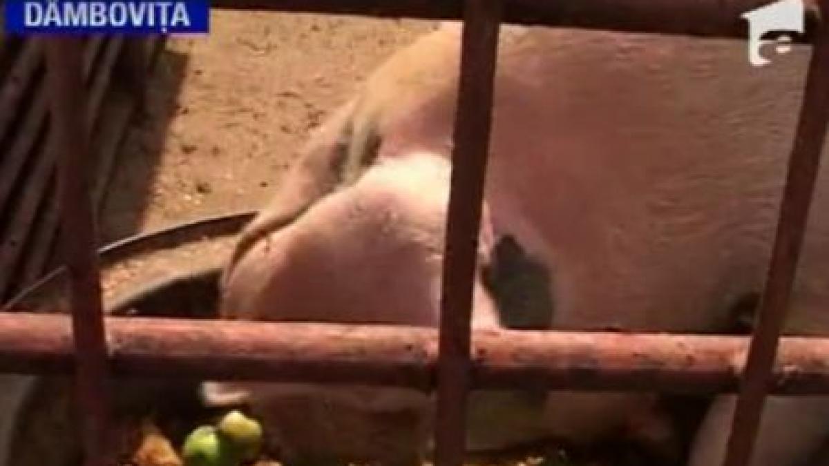 Merele de Voineşti au ajuns să fie mâncare pentru porci din cauza secetei