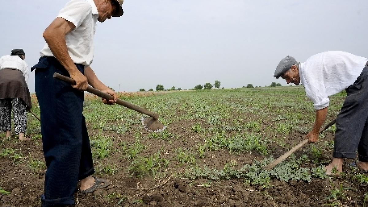 Suceava. Seceta a afectat grav peste 50% din producţia agricolă