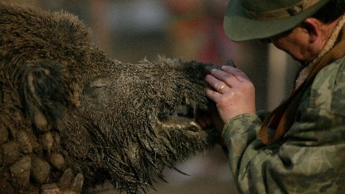 Botoşani. Peste 1.000 de hectare de culturi agricole, distruse de mistreţi