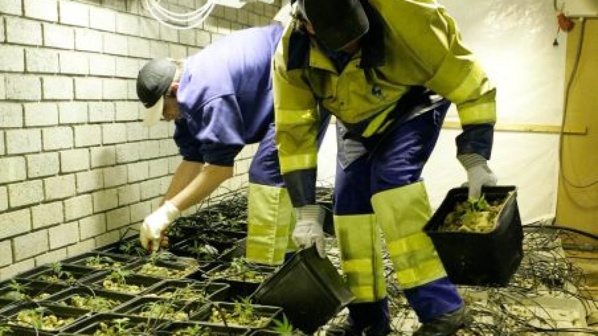 Plantaţie de marijuana, descoperită într-un tunel din Roma. Drogurile valorează 3 mil. euro