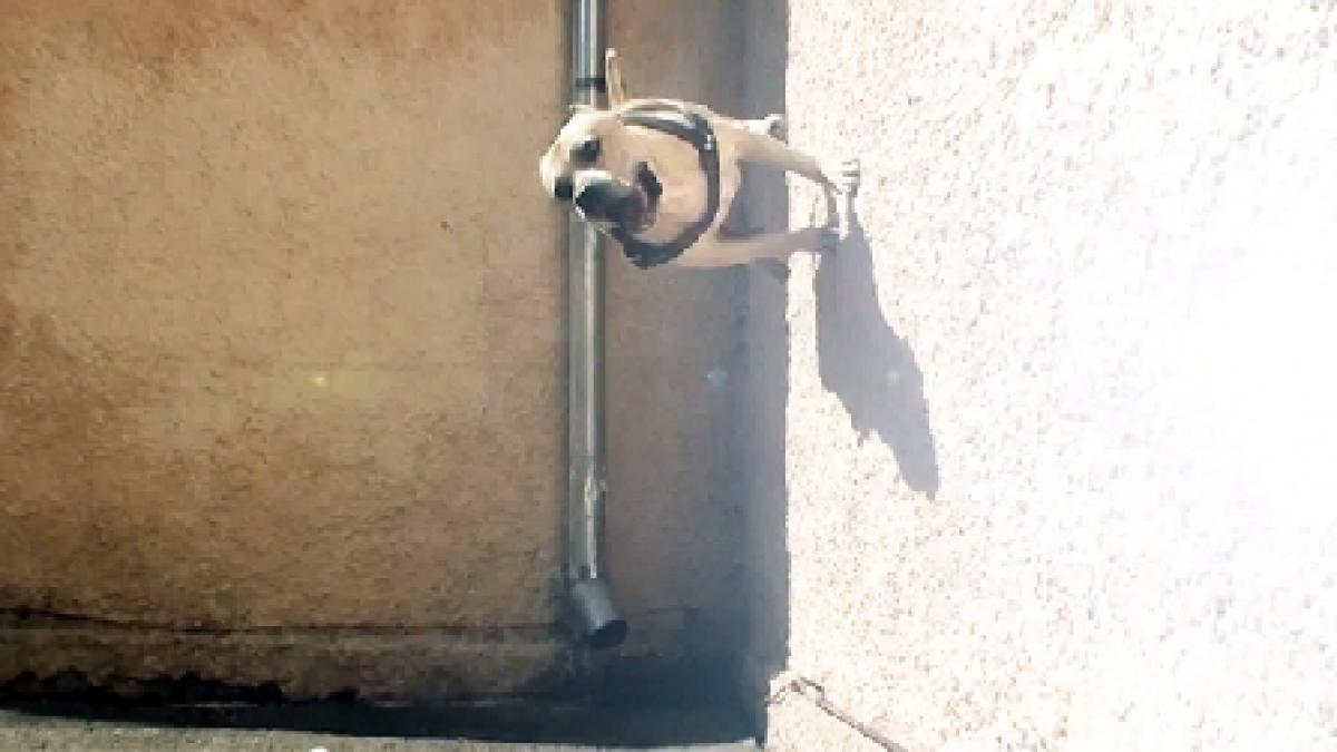 El este câinele expert în parkour. Rămâi cu gura căscată când vezi ce acrobaţii face