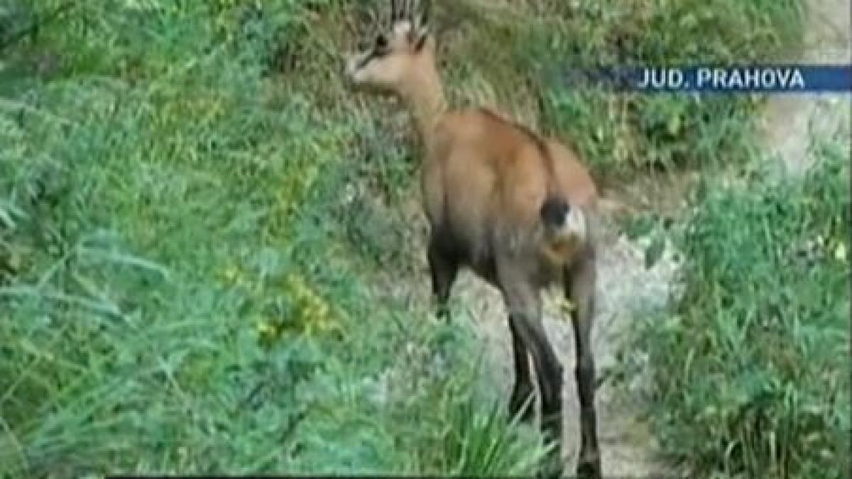 Caprele negre din masivul Bucegi au coborât de pe munte în căutarea hranei