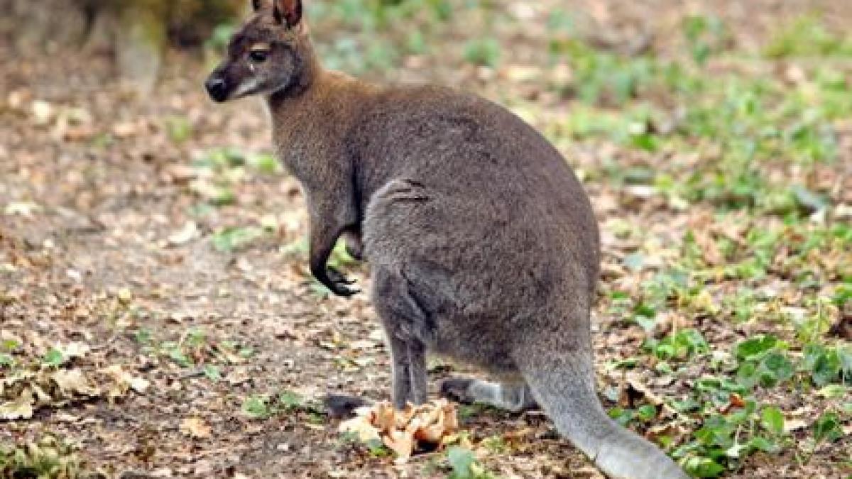 Grădina zoologică din Ploieşti, amendată cu 100.000, după ce singurul cangur a fost ucis de maidanezi