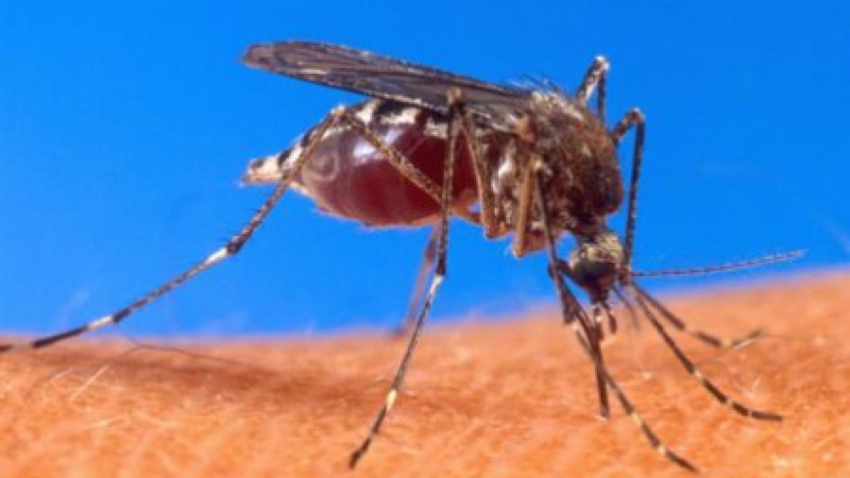 Virusul West Nile a omorât o femeie în Serbia. Alte 20 de persoane au fost infectate