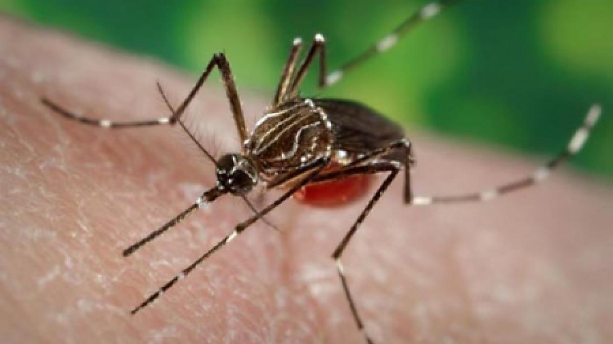 Ţânţarii injectează frica în greci. Febra letală dengue revine după 80 de ani în Grecia