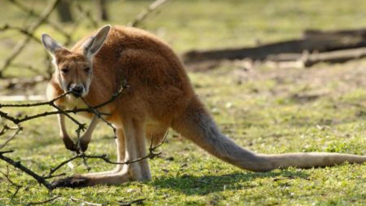 Grădina Zoologică de lângă Ploieşti, spaima cangurilor. Încă un animal a murit