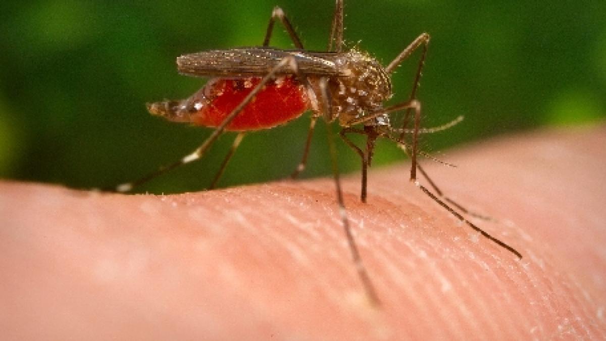 Serbia. Două persoane au decedat din cauza virsului West Nile