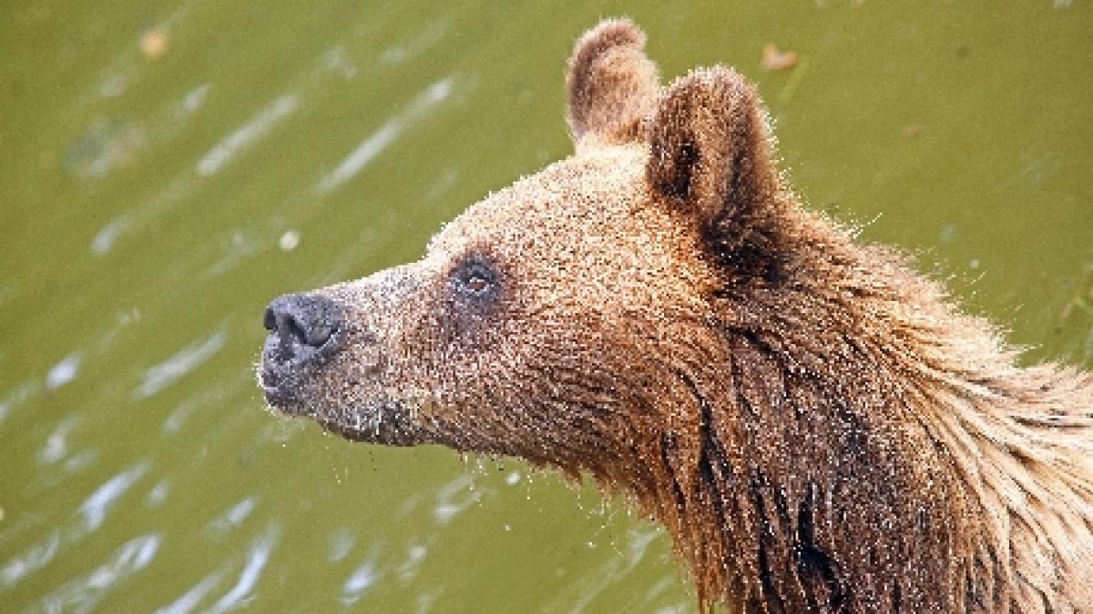 Update: Ursul care a atacat trei persoane în judeţul Dâmboviţa a fost omorât